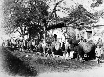 Kameelkaravaan aan de rand van Peking, c.1875 door English Photographer